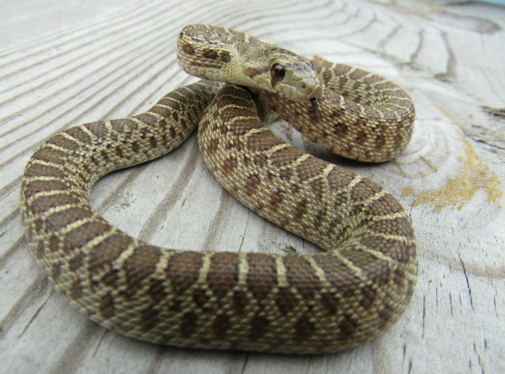 Pacific Gopher Snake